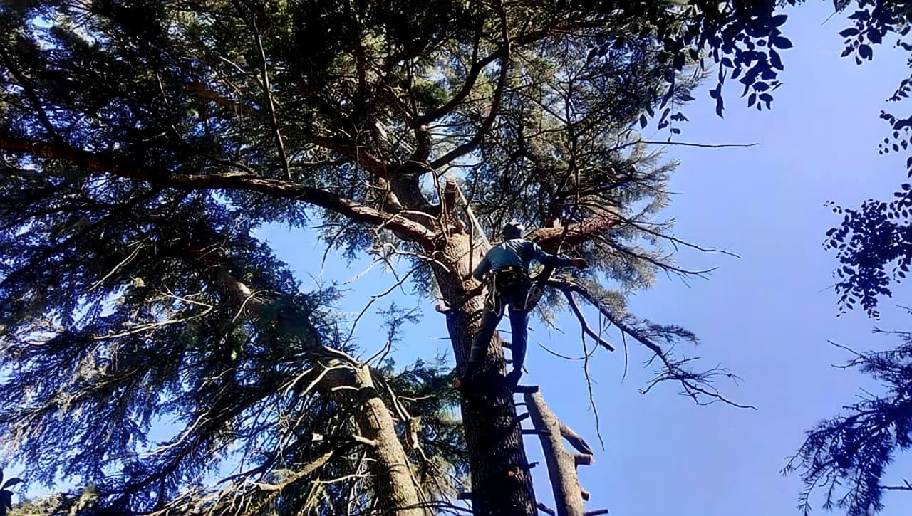 Trabajo realizado - Podas El Castor