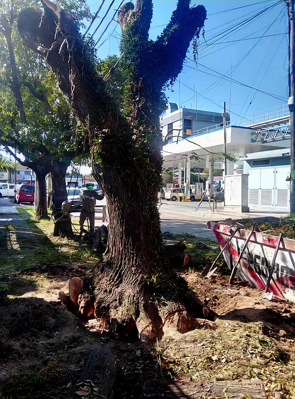 Trabajo realizado - Podas El Castor