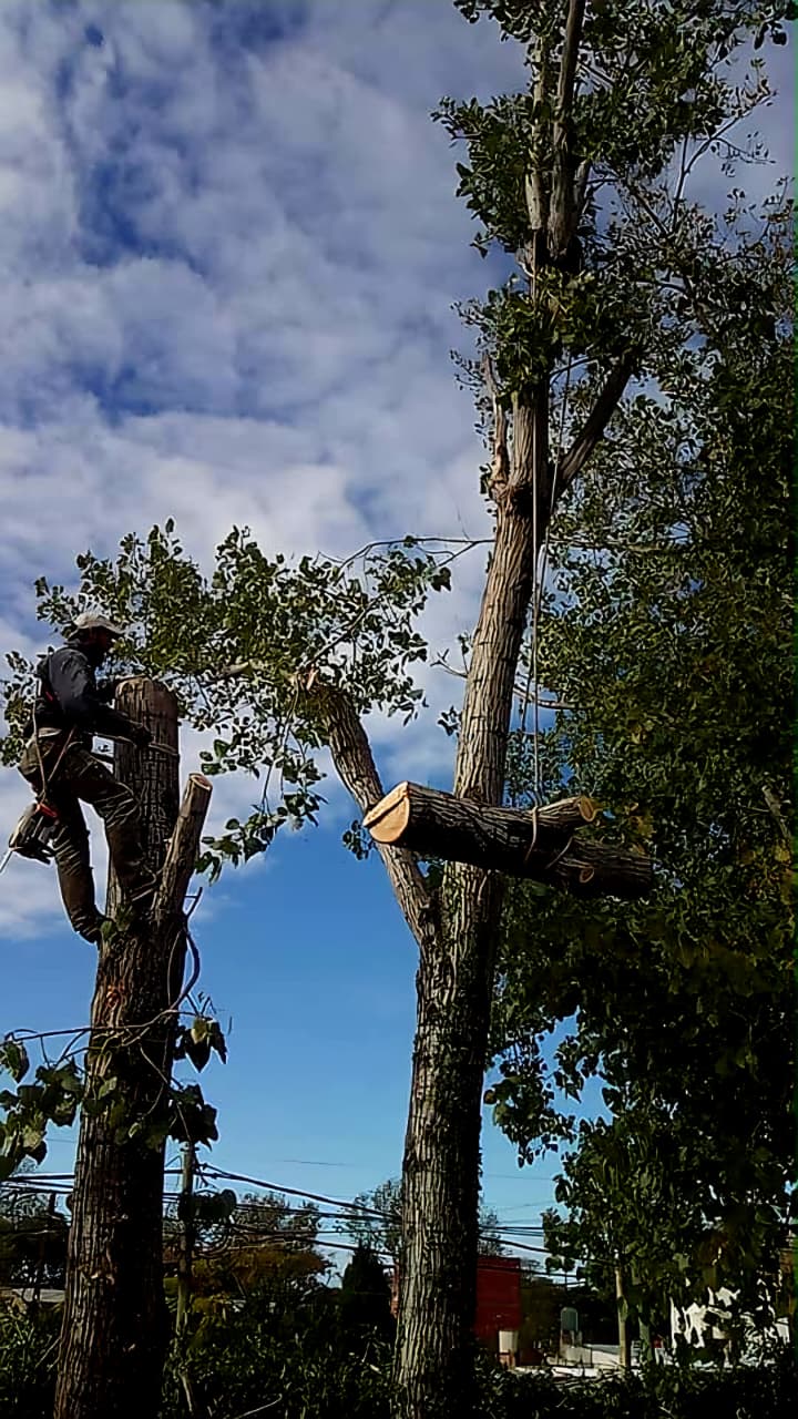 Trabajo realizado - Podas El Castor