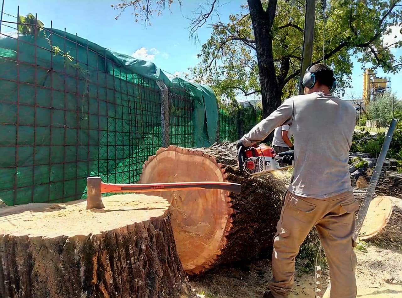 Trabajo realizado - Podas El Castor