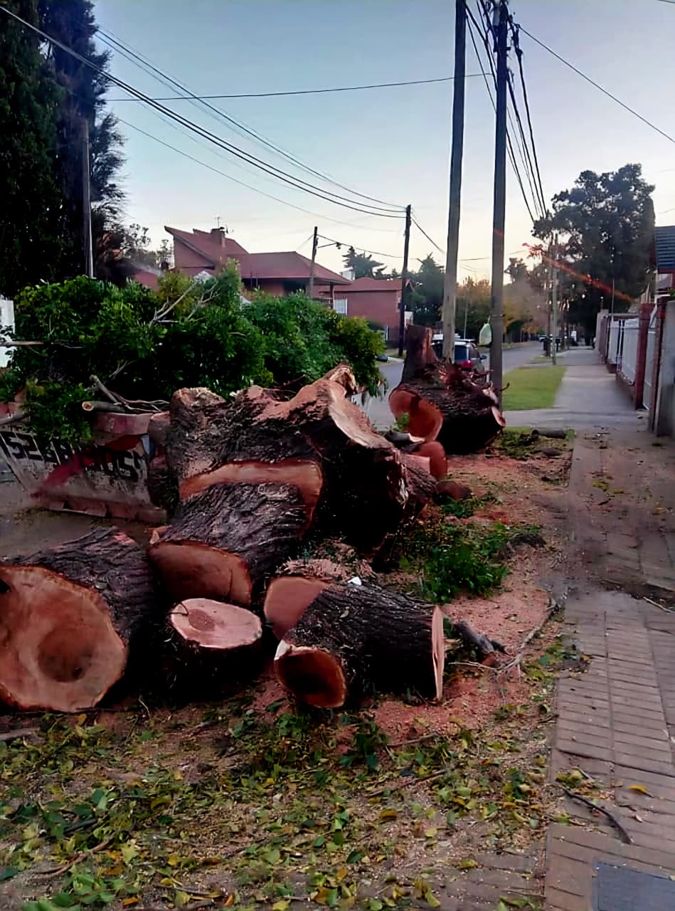 Trabajo realizado - Podas El Castor