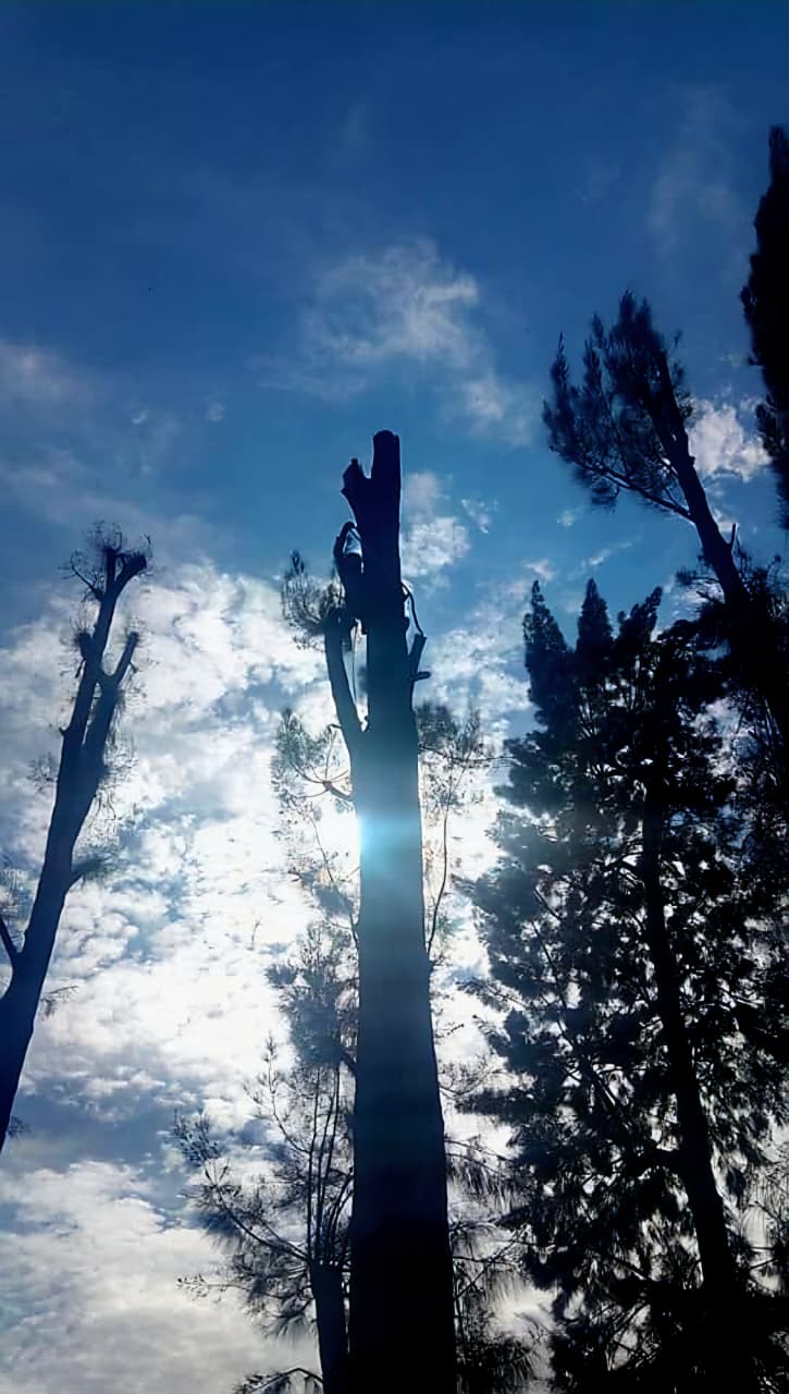 Trabajo realizado - Podas El Castor