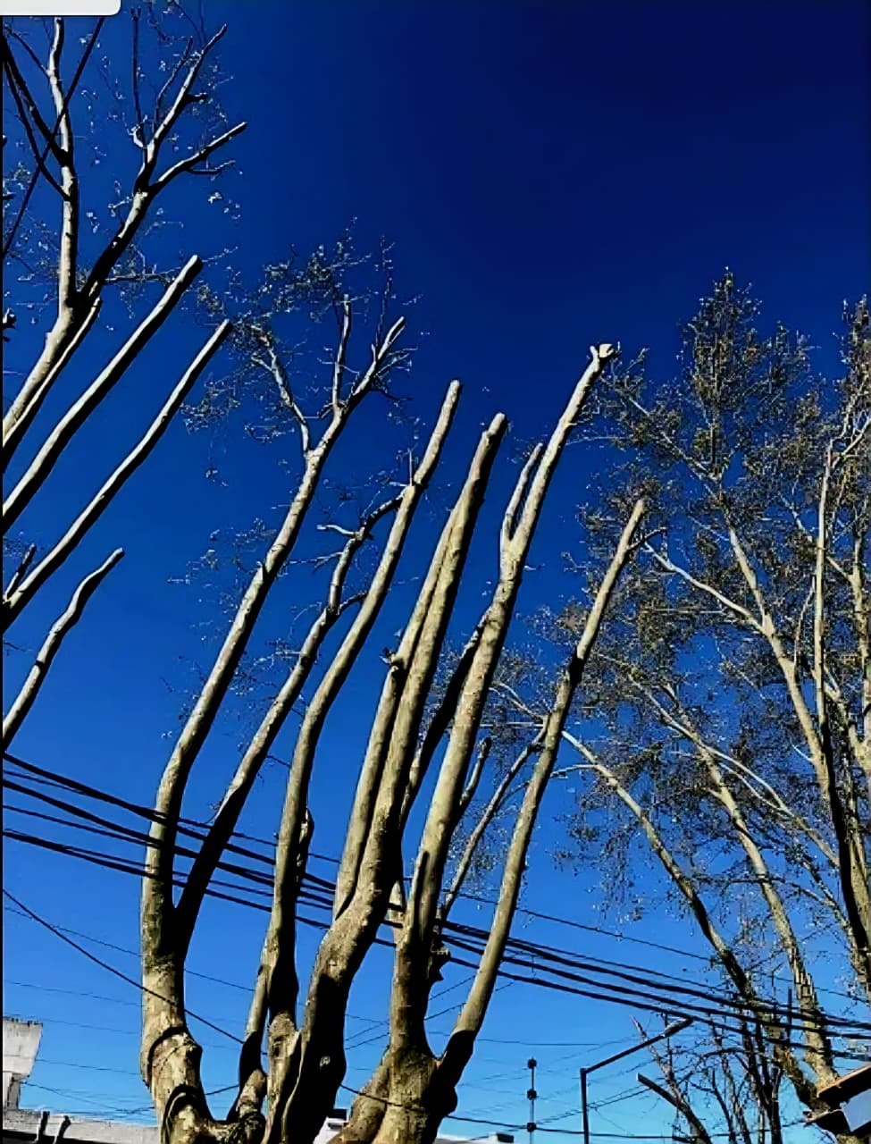 Trabajo realizado - Podas El Castor
