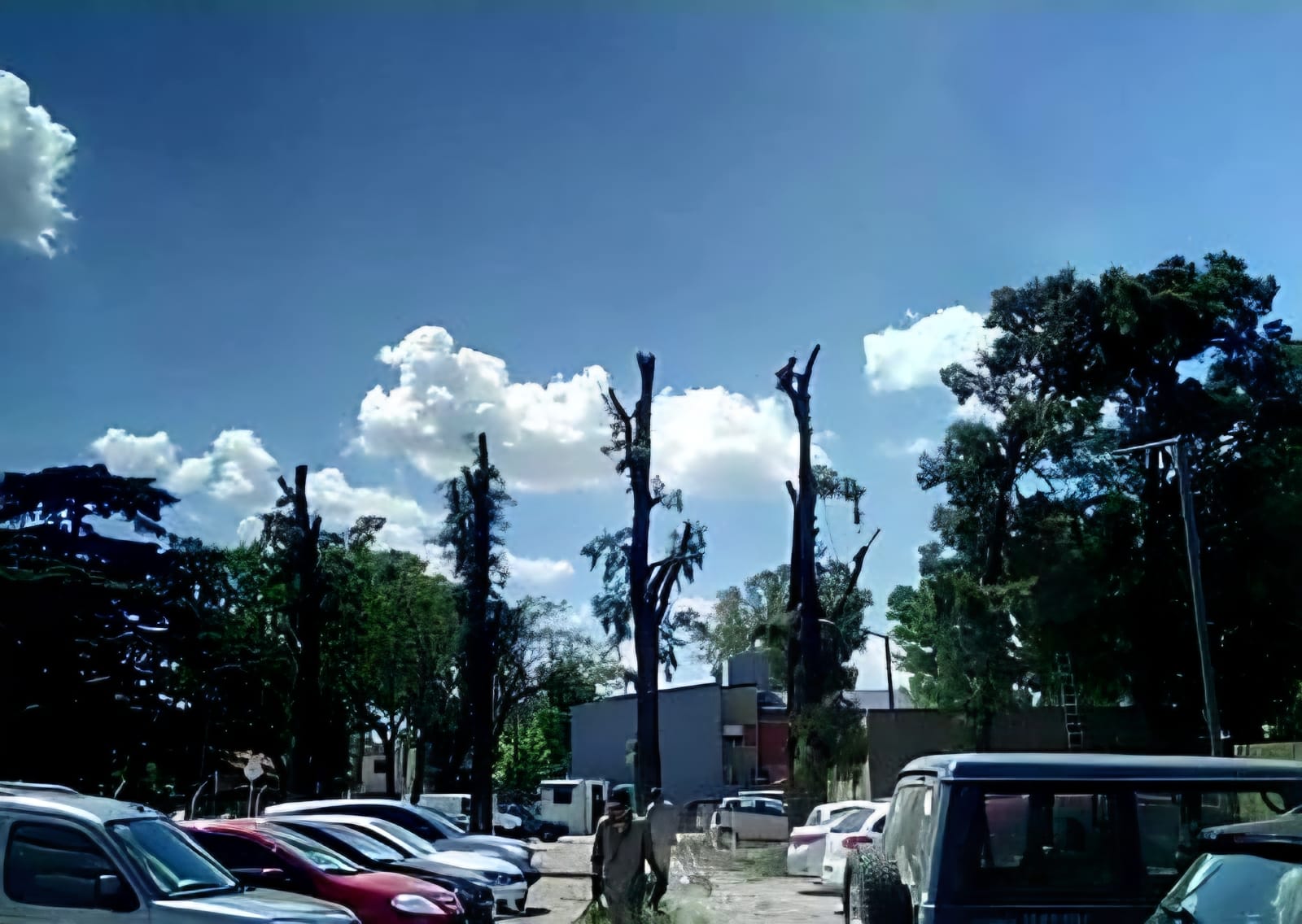 Trabajo realizado - Podas El Castor