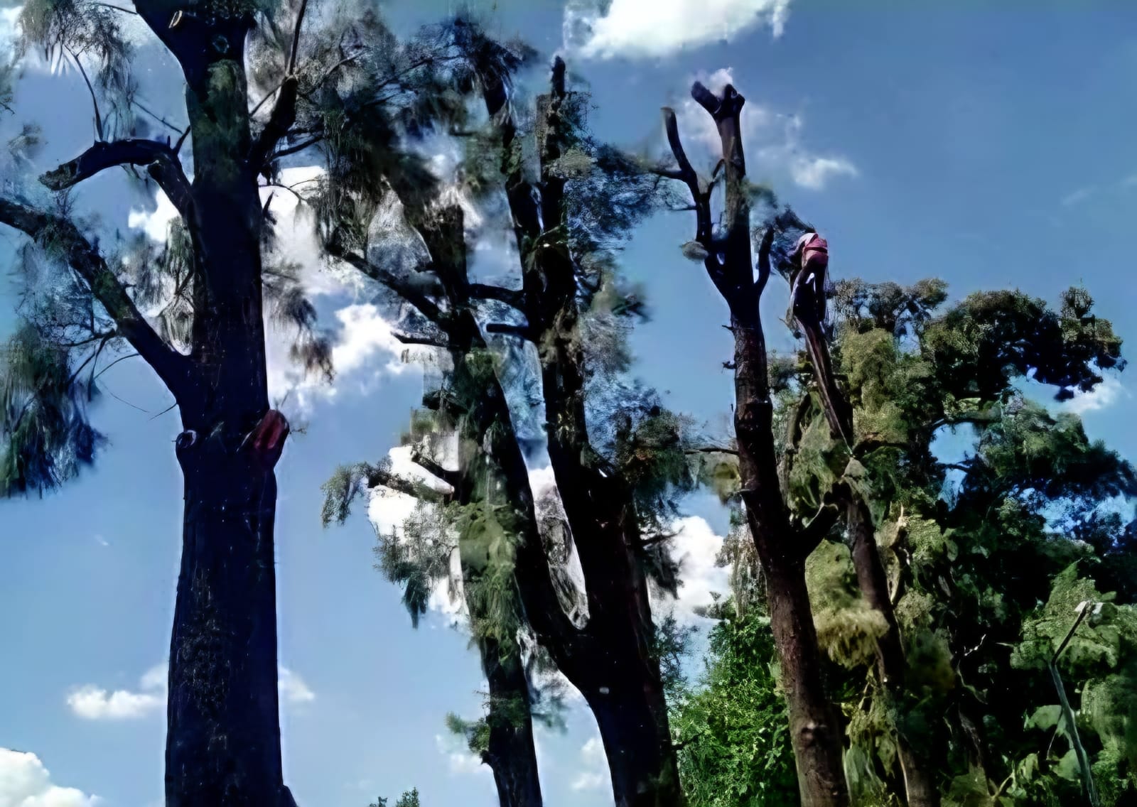 Trabajo realizado - Podas El Castor