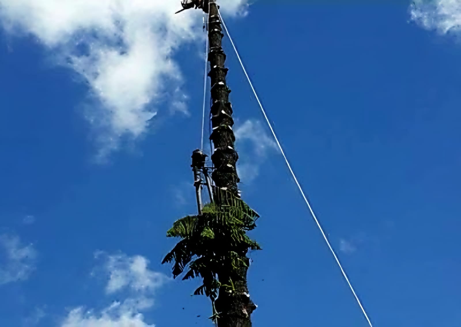 Trabajo realizado - Podas El Castor