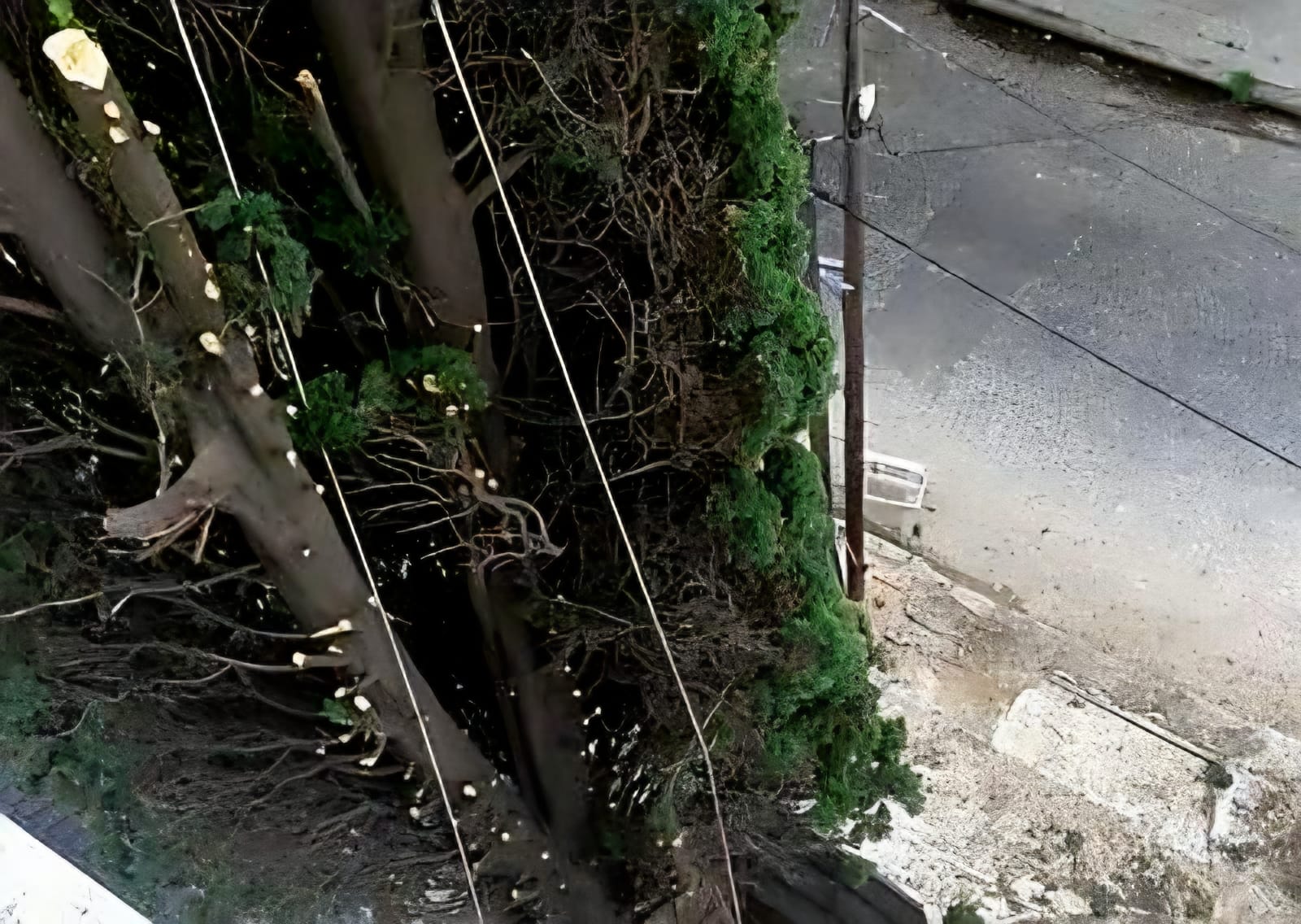 Trabajo realizado - Podas El Castor