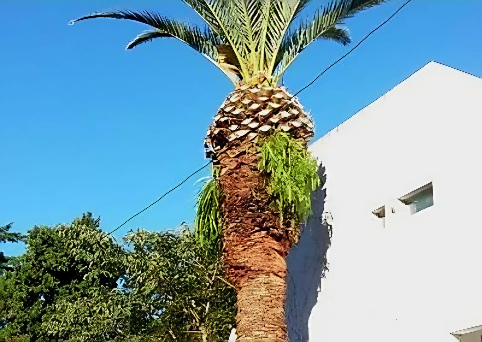 Trabajo realizado - Podas El Castor