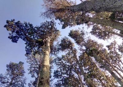 Trabajo realizado - Podas El Castor