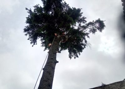 Trabajo realizado - Podas El Castor