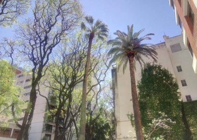 Trabajo realizado - Podas El Castor