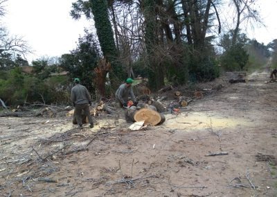 Trabajo realizado - Podas El Castor