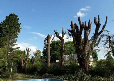 Trabajo realizado - Podas El Castor