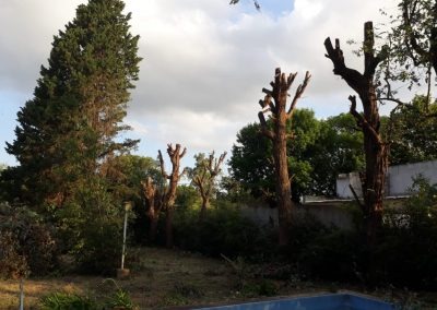 Trabajo realizado - Podas El Castor