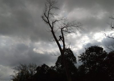 Trabajo realizado - Podas El Castor