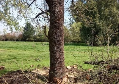 Trabajo realizado - Podas El Castor