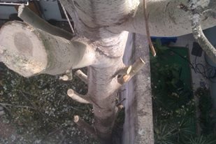 Trabajo realizado - Podas El Castor