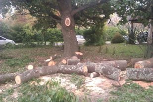 Trabajo realizado - Podas El Castor