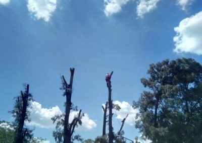 Trabajo realizado - Podas El Castor