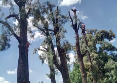 Trabajo realizado - Podas El Castor