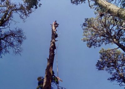 Trabajo realizado - Podas El Castor