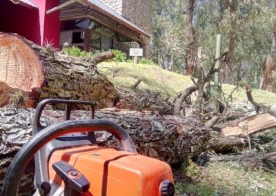 Trabajo realizado - Podas El Castor