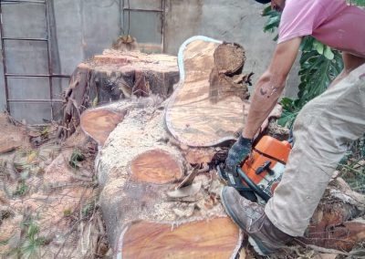 Trabajo realizado - Podas El Castor