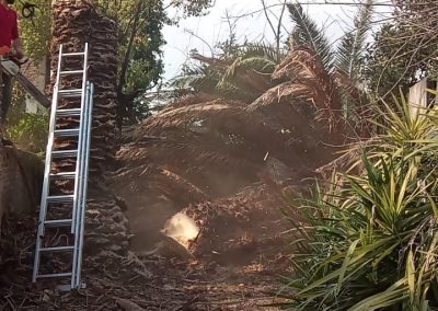 Trabajo realizado - Podas El Castor