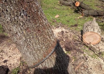 Trabajo realizado - Podas El Castor