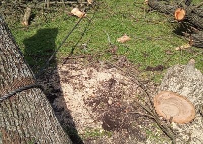 Trabajo realizado - Podas El Castor