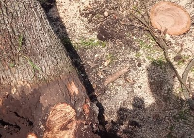 Trabajo realizado - Podas El Castor