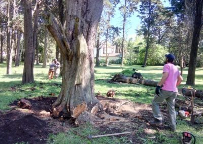 Trabajo realizado - Podas El Castor