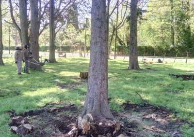 Trabajo realizado - Podas El Castor