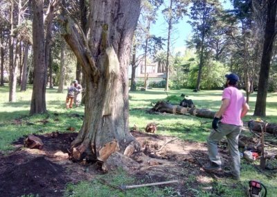 Trabajo realizado - Podas El Castor