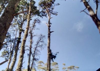 Trabajo realizado - Podas El Castor