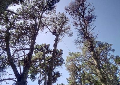 Trabajo realizado - Podas El Castor