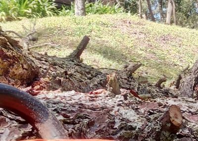 Trabajo realizado - Podas El Castor