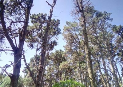 Trabajo realizado - Podas El Castor