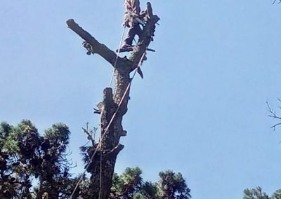 Trabajo realizado - Podas El Castor