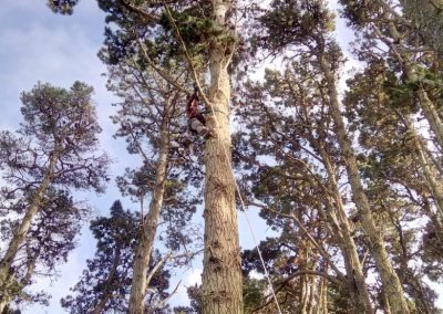 Trabajo realizado - Podas El Castor