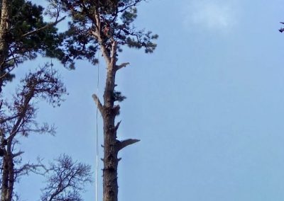 Trabajo realizado - Podas El Castor