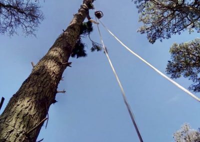 Trabajo realizado - Podas El Castor