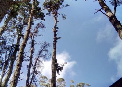 Trabajo realizado - Podas El Castor