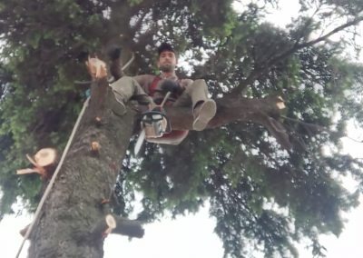 Trabajo realizado - Podas El Castor