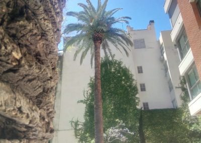 Trabajo realizado - Podas El Castor