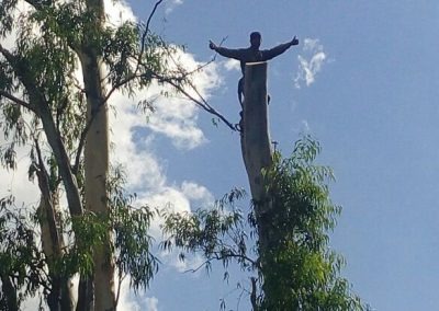 Trabajo realizado - Podas El Castor