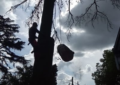 Trabajo realizado - Podas El Castor