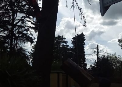 Trabajo realizado - Podas El Castor