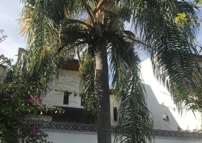 Trabajo realizado - Podas El Castor