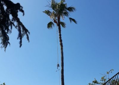 Trabajo realizado - Podas El Castor